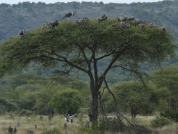 Western_Corridor_(Kirawira)2003-050